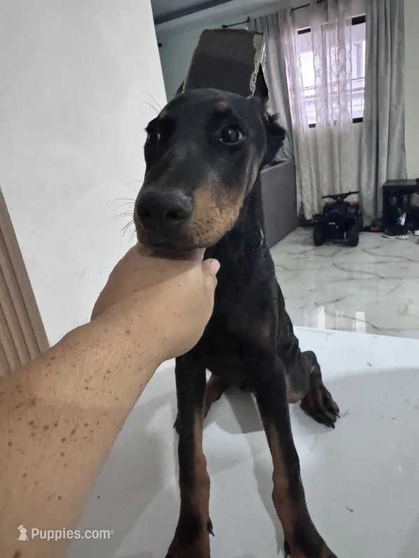 Kim – Doberman Pinscher puppy for sale in Temecula, CA