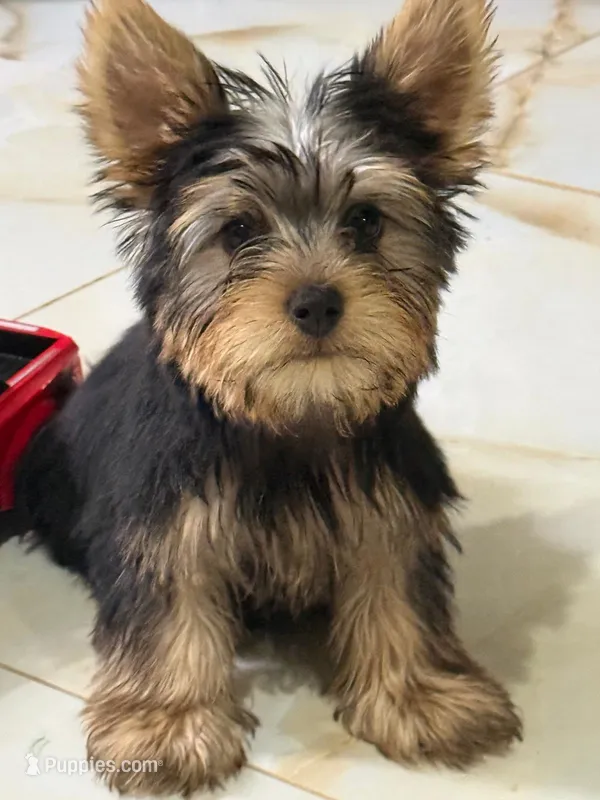 poncho – Yorkshire Terrier puppy for sale in Temecula, CA