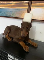 Stella, a female Doberman Pinscher for sale in Temecula, CA – 2 of 2