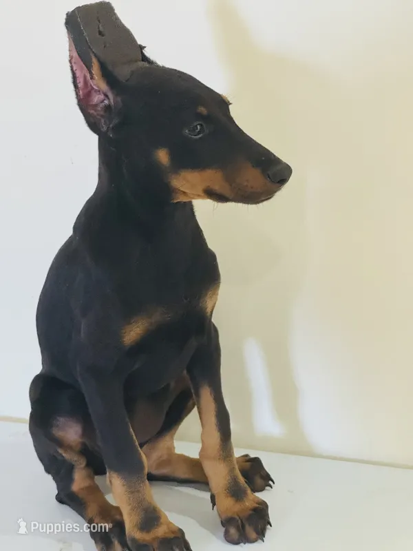 Serena – Doberman Pinscher puppy for sale in Temecula, CA