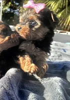 kitty , a female Yorkshire Terrier for sale in Temecula, CA – 2 of 2