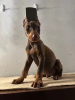 Cody, a male Doberman Pinscher for sale in Temecula, CA – 1 of 1
