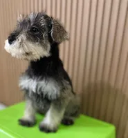 Tommy, a male Miniature Schnauzer for sale in Temecula, CA – Photo 2 of 3