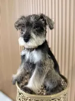 Tommy, a male Miniature Schnauzer for sale in Temecula, CA – Photo 3 of 3