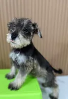 Tommy, a male Miniature Schnauzer for sale in Temecula, CA – Photo 1 of 3