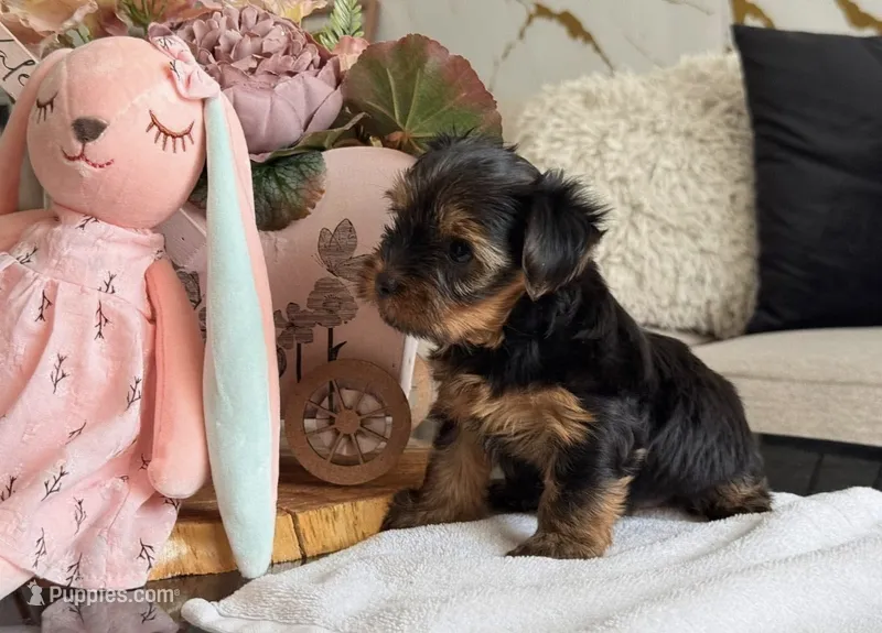 tommy – Yorkshire Terrier puppy for sale in Temecula, CA