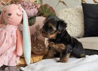 tommy, a male Yorkshire Terrier for sale in Temecula, CA – 1 of 2