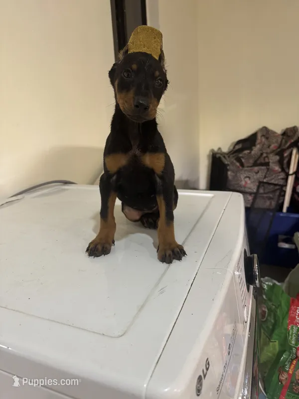 Laika – Doberman Pinscher puppy for sale in Temecula, CA