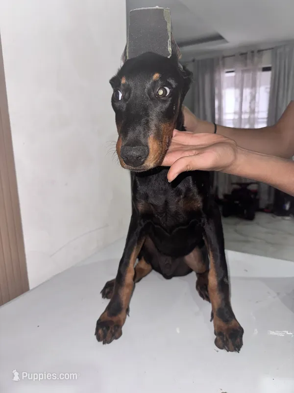 kimbo – Doberman Pinscher puppy for sale in Temecula, CA