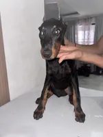 kimbo, a male Doberman Pinscher for sale in Temecula, CA – 1 of 2