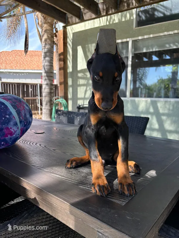 Laika – Doberman Pinscher puppy for sale in Temecula, CA