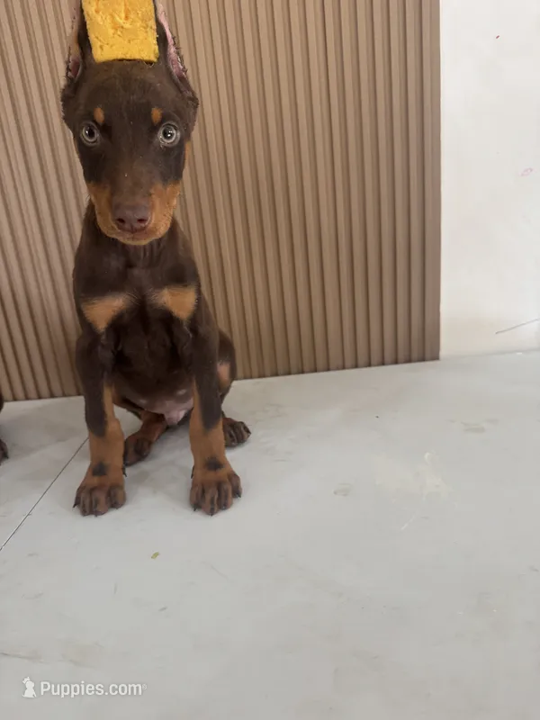 max – Doberman Pinscher puppy for sale in Temecula, CA