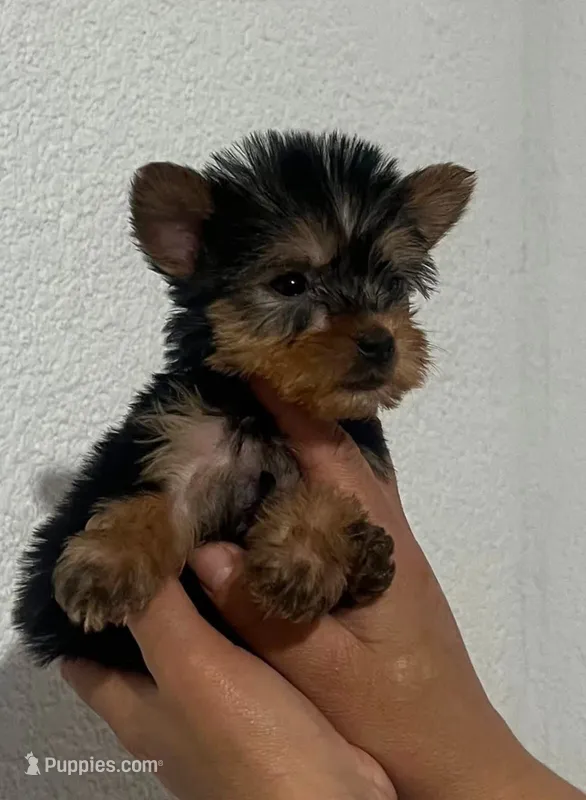 Lily – Yorkshire Terrier puppy for sale in Temecula, CA