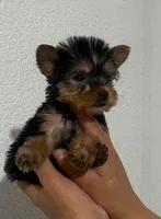 Lily, a female Yorkshire Terrier for sale in Temecula, CA – 1 of 2