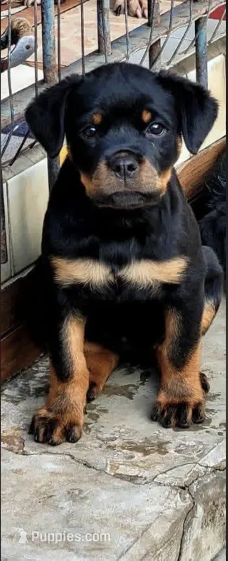 Brutus – Rottweiler puppy for sale in Temecula, CA