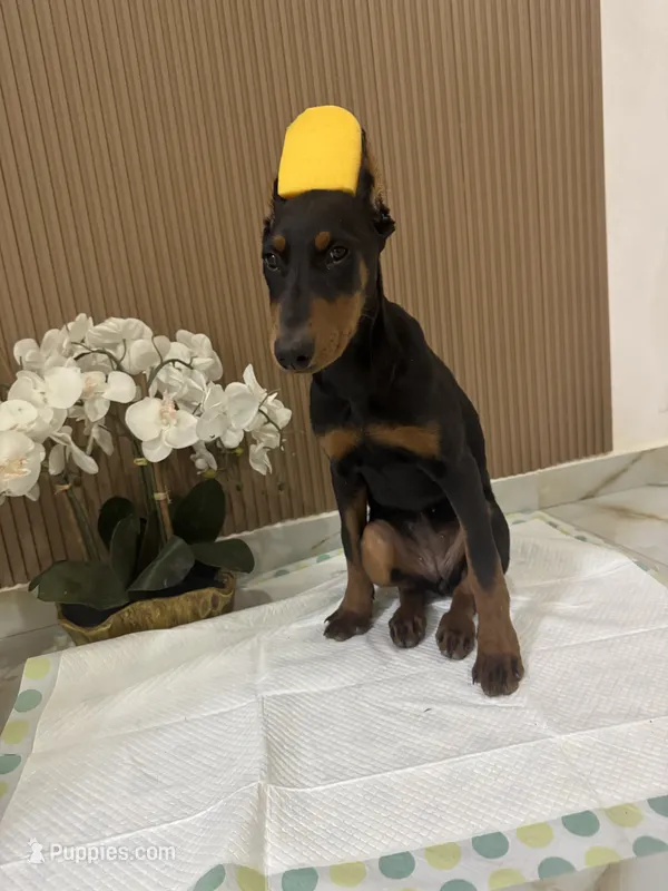 Kira – Doberman Pinscher puppy for sale in Temecula, CA