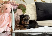 tommy, a male Yorkshire Terrier for sale in Temecula, CA – 2 of 2