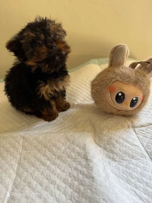 Lily – Yorkshire Terrier puppy for sale in Temecula, CA