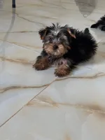 Juancho, a male Yorkshire Terrier for sale in Temecula, CA – 1 of 1