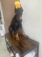 Kira, a female Doberman Pinscher for sale in Temecula, CA – 1 of 1