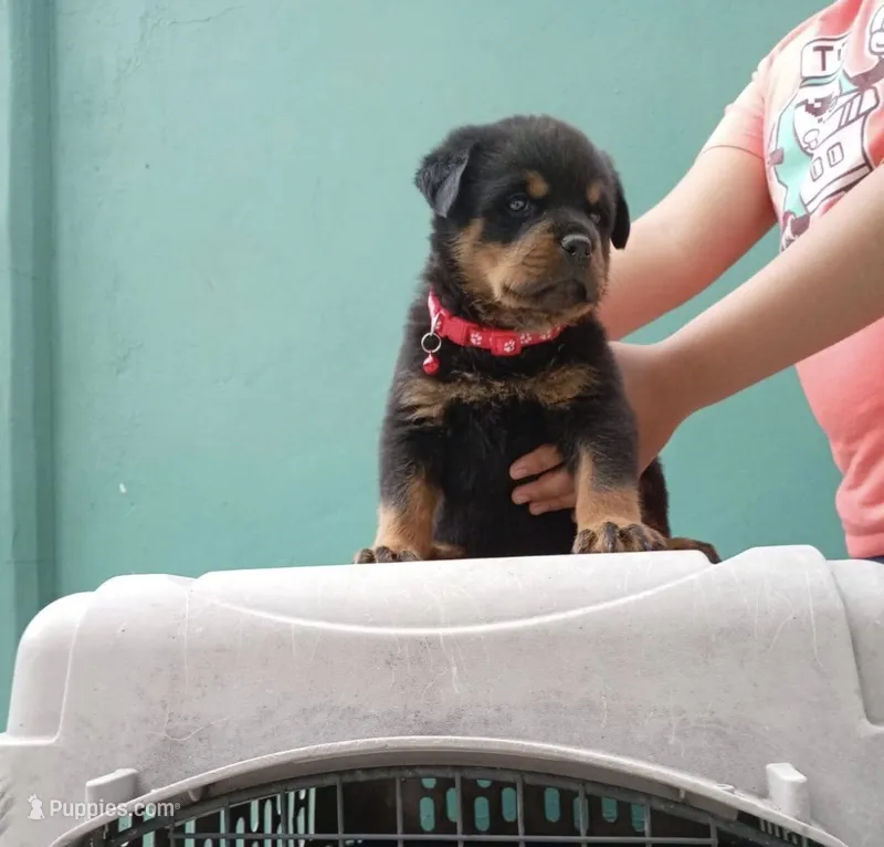 Brutus – Rottweiler puppy for sale in Temecula, CA