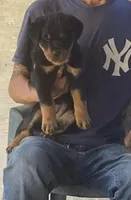 Cratos, a male Rottweiler for sale in Temecula, CA – Photo 2 of 2