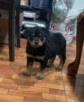 Cratos, a male Rottweiler for sale in Temecula, CA – Photo 1 of 2