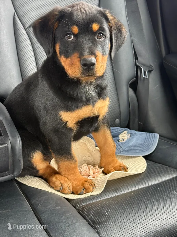 Ares – Rottweiler puppy for sale in Temecula, CA