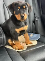 Ares, a male Rottweiler for sale in Temecula, CA – 1 of 2