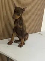 Ginnie, a female Doberman Pinscher for sale in Temecula, CA – 2 of 3