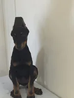 kayla, a female Doberman Pinscher for sale in Temecula, CA – 2 of 2