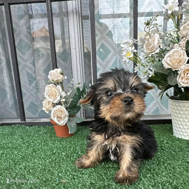 Ken – Yorkshire Terrier puppy for sale in Temecula, CA