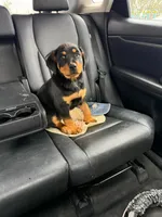 Zeus, a male Rottweiler for sale in Temecula, CA – 2 of 2