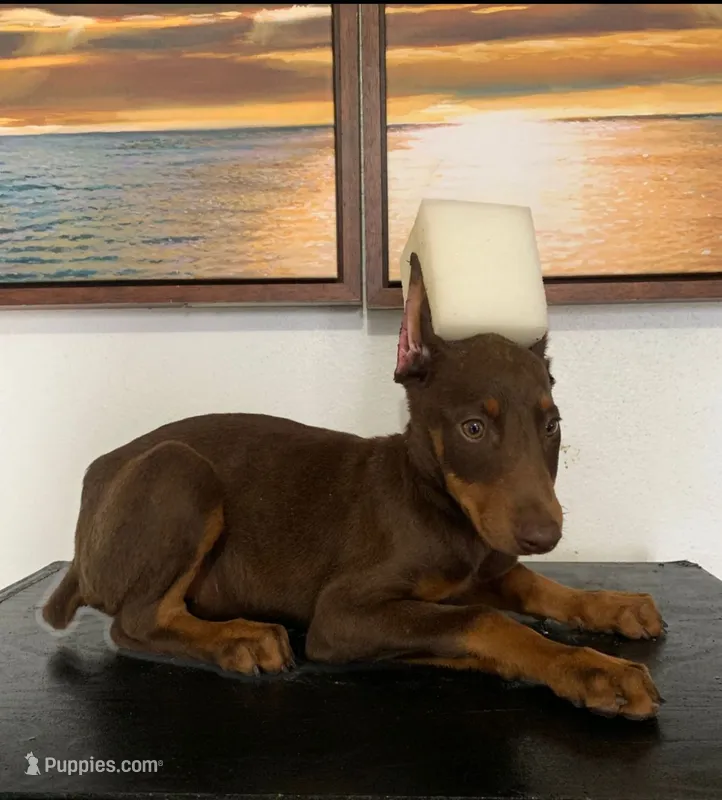 Stella – Doberman Pinscher puppy for sale in Temecula, CA
