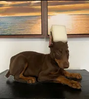 Stella, a female Doberman Pinscher for sale in Temecula, CA – 1 of 2