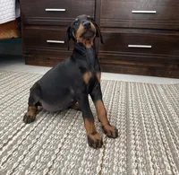 Serena, a female Doberman Pinscher for sale in Temecula, CA – 2 of 2
