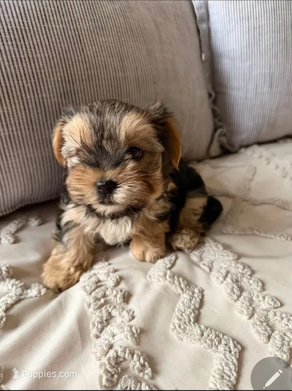 Ken – Yorkshire Terrier puppy for sale in Temecula, CA