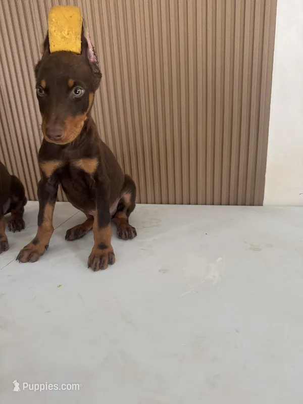 Bella – Doberman Pinscher puppy for sale in Temecula, CA