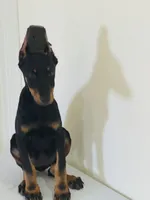 Serena, a female Doberman Pinscher for sale in Temecula, CA – 2 of 2