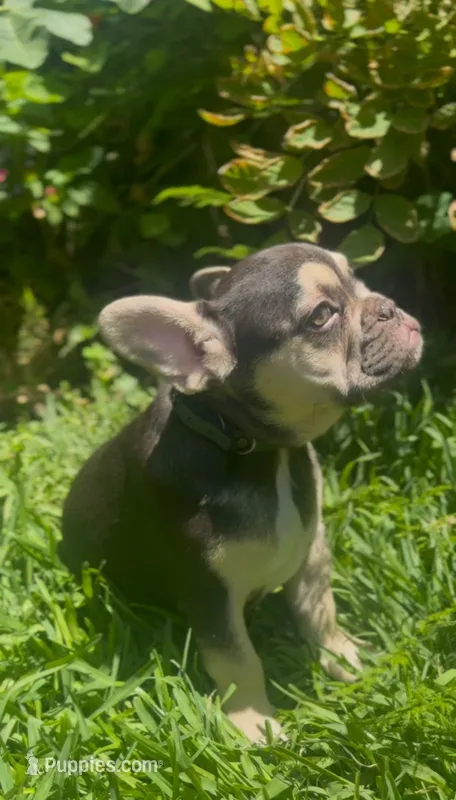 Gendric – French Bulldog puppy for sale in Temecula, CA