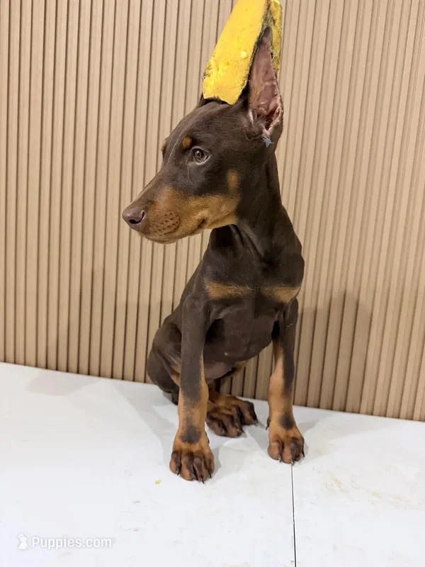 Mark – Doberman Pinscher puppy for sale in Temecula, CA