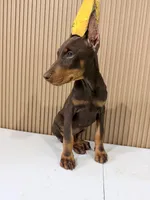 Mark, a male Doberman Pinscher for sale in Temecula, CA – 1 of 2