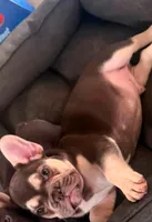 Gendric, a male French Bulldog for sale in Temecula, CA – 2 of 2