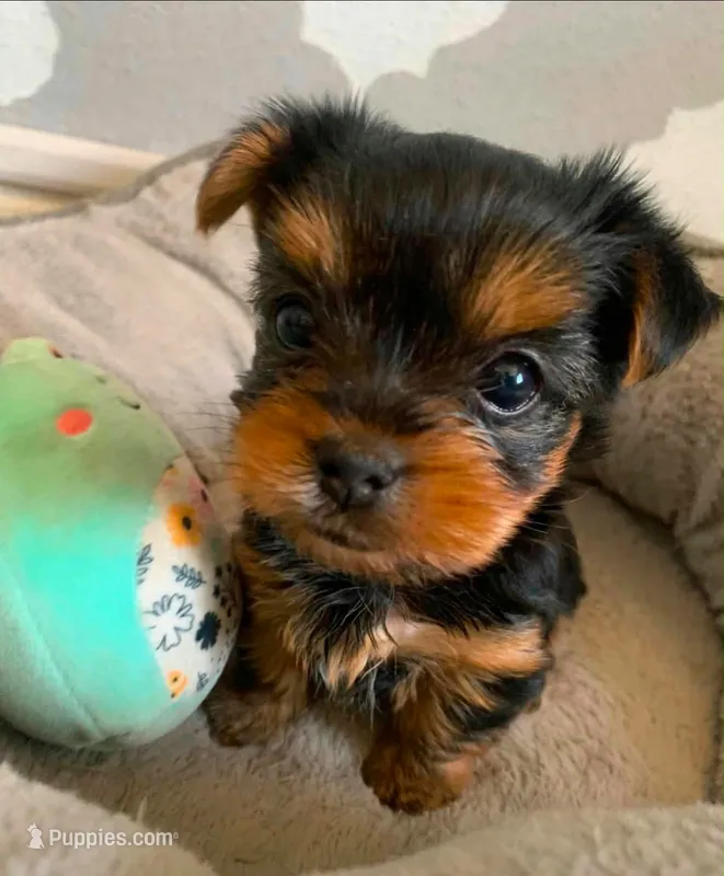 Candy – Yorkshire Terrier puppy for sale in Temecula, CA