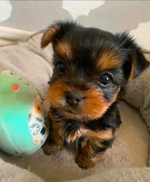 Candy, a female Yorkshire Terrier for sale in Temecula, CA – 1 of 1