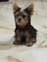 kandy, a female Yorkshire Terrier for sale in Temecula, CA – 2 of 2
