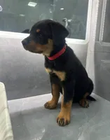Brutus, a male Rottweiler for sale in Temecula, CA – 2 of 2