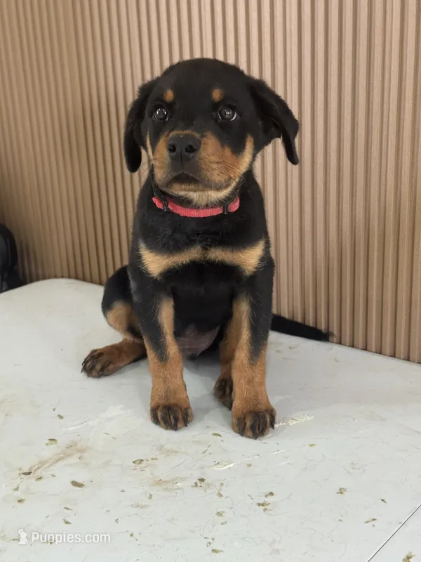 Mike – Rottweiler puppy for sale in Temecula, CA