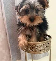 tommy, a male Yorkshire Terrier for sale in Temecula, CA – 2 of 2