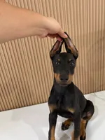 Kim, a female Doberman Pinscher for sale in Temecula, CA – 2 of 3